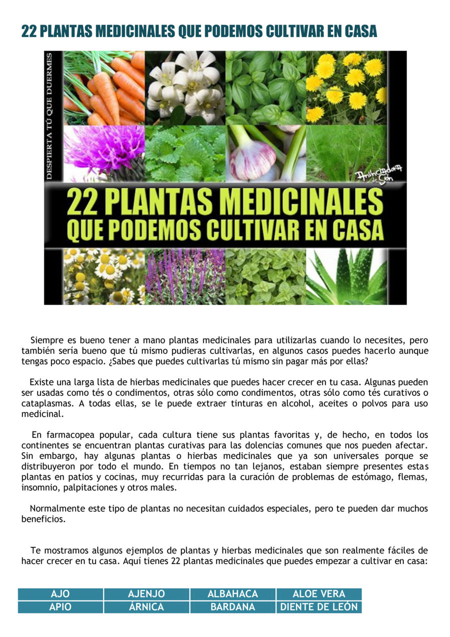 Plantas Medicinales Que Podemos Cultivar En Casa By Anunciadora De