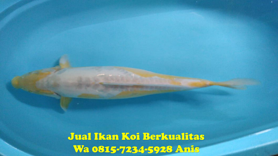 Distributor Ikan Koi di Jakarta Timur 081572345922