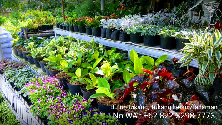 Butuh tukang, tukang tanaman