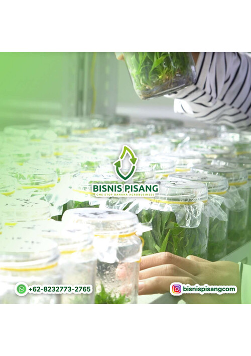 +62 823-2773-2765 Pusat bibit pisang ambon kuning Jakarta Pusat