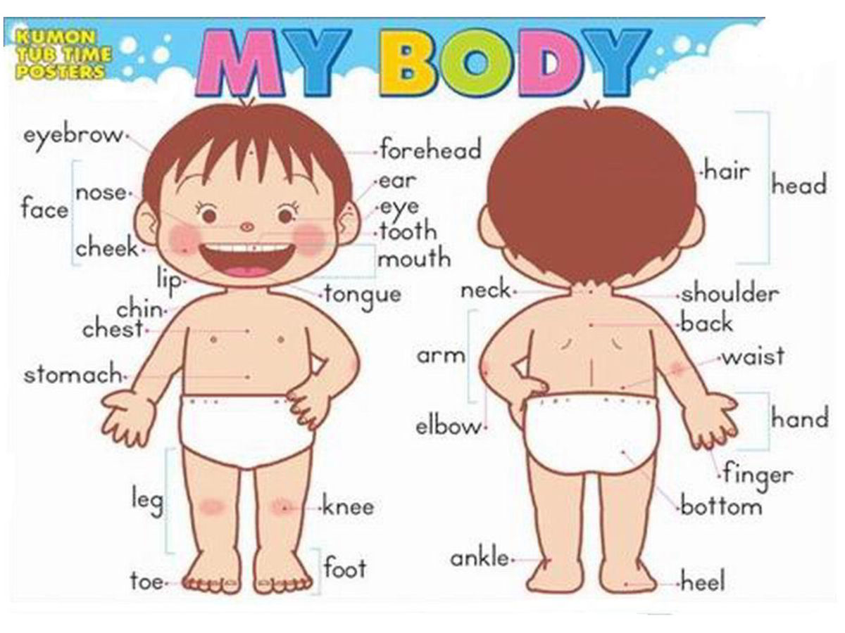 body parts by dip victory - Flipsnack