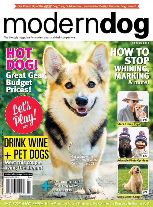 Ziggy  Modern Dog magazine