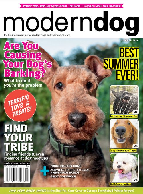 Sprocket Shueey  Modern Dog magazine