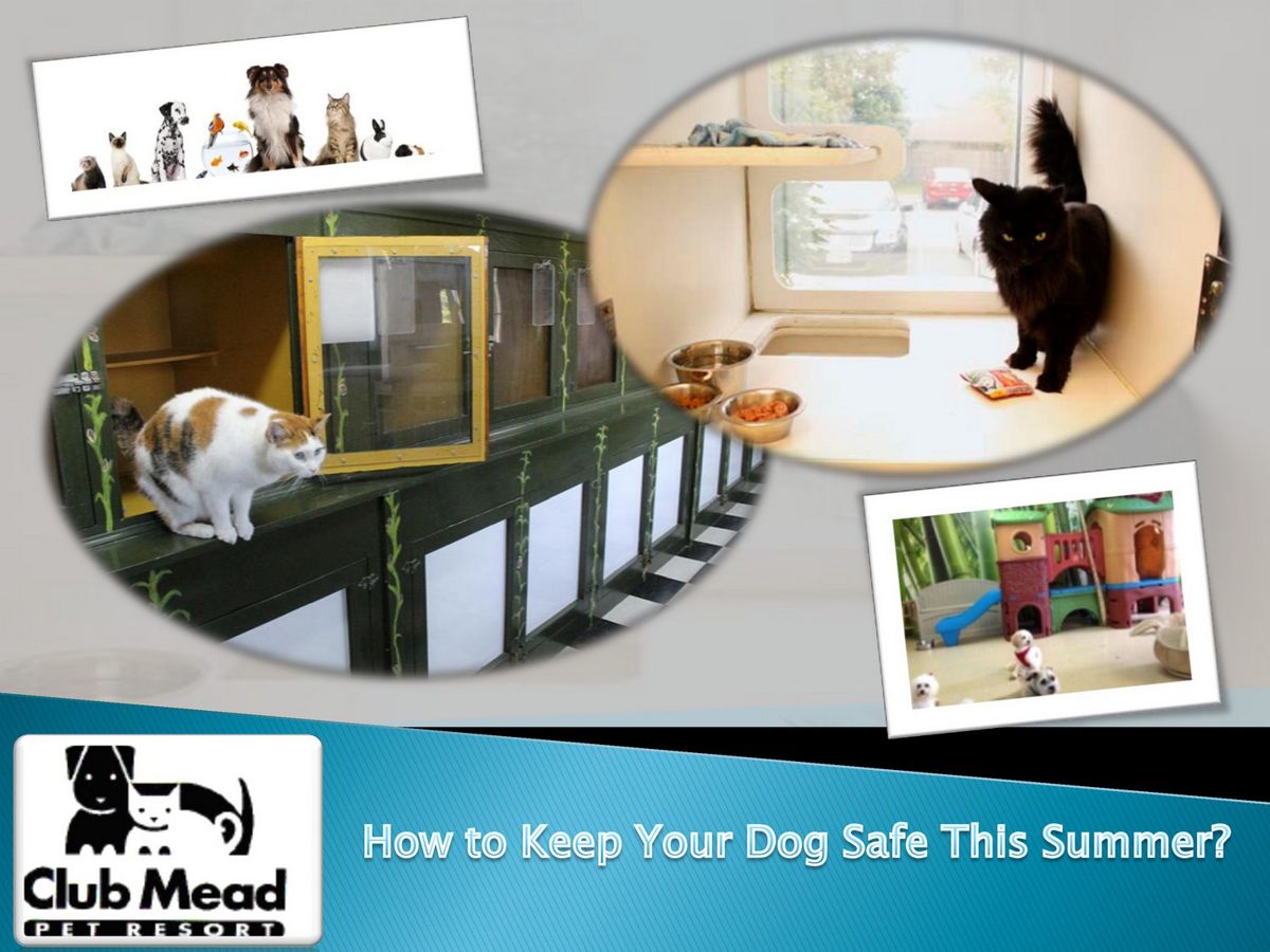 How to Keep Your Dog Safe This Summer by Club Mead Pet Resort - Flipsnack