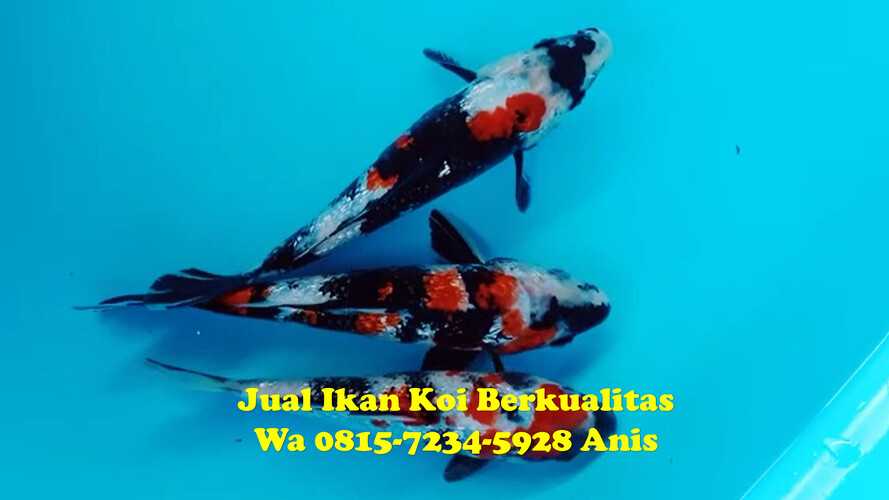 Jual Ikan Koi Magelang 081572345922