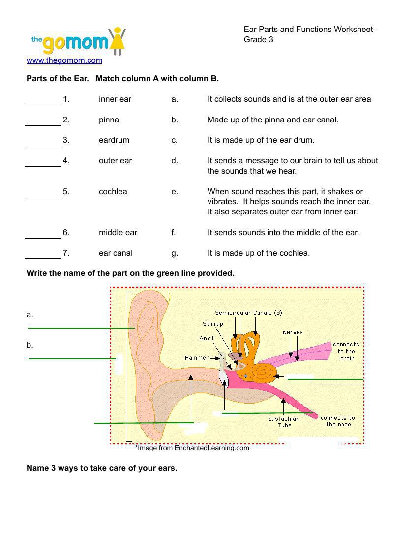 Ear-Parts-and-Functions-Worksheet-Grade-3 by Cathy Brooks - Flipsnack