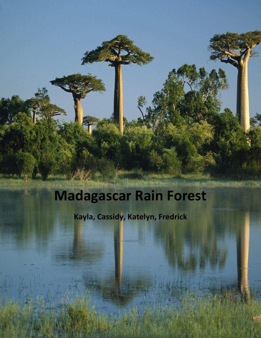 The Rainforests of Madagascar by Cassidy Rohs - Flipsnack