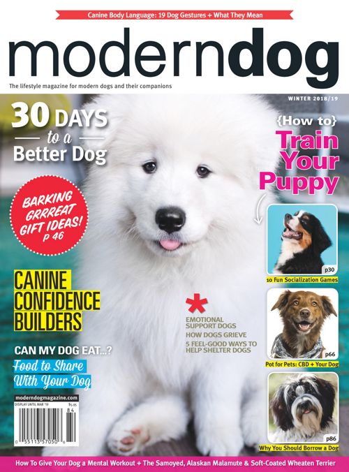 Ziggy  Modern Dog magazine