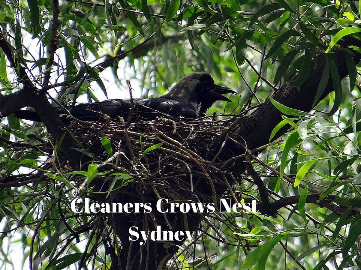 Cleaners Crows Nest by austinstump Flipsnack