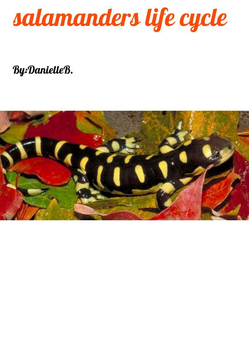 salamanders life cycle by Danielle G Bottoms - Flipsnack