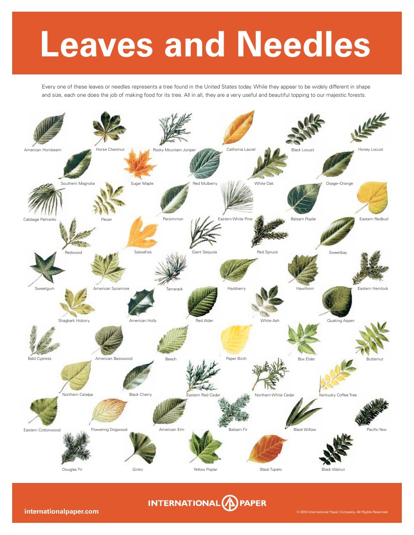 Leaves & Needles by SnackTools Flipsnack