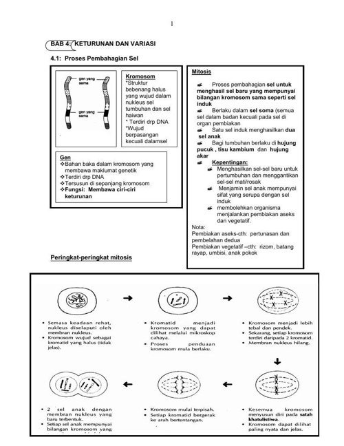 SAINS TINGKATAN 4 BAB 3 VARIASI DAN KETURUNAN by nfshapri ...