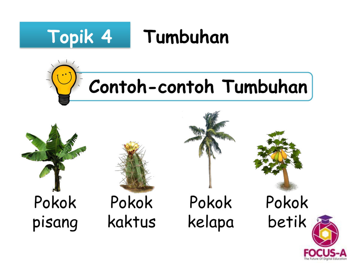 Tahun 1 Sains Topik 4 by MindAppz  Flipsnack