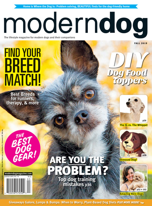 Spike - Modern Dog Magazine