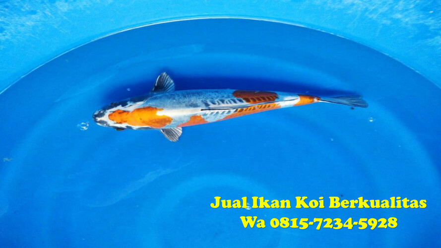 Jual Ikan Koi Sragen 081572345928