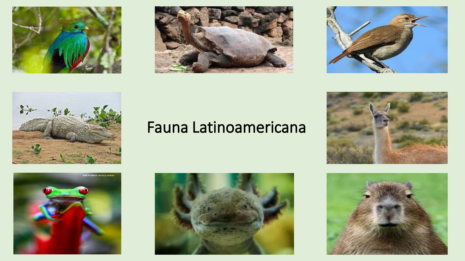 Fauna De Latinoamerica