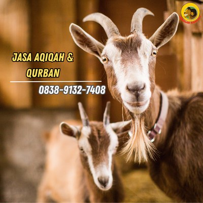 WA 0838-9132-7408 , Kambing Aqiqah Murah Tangerang
