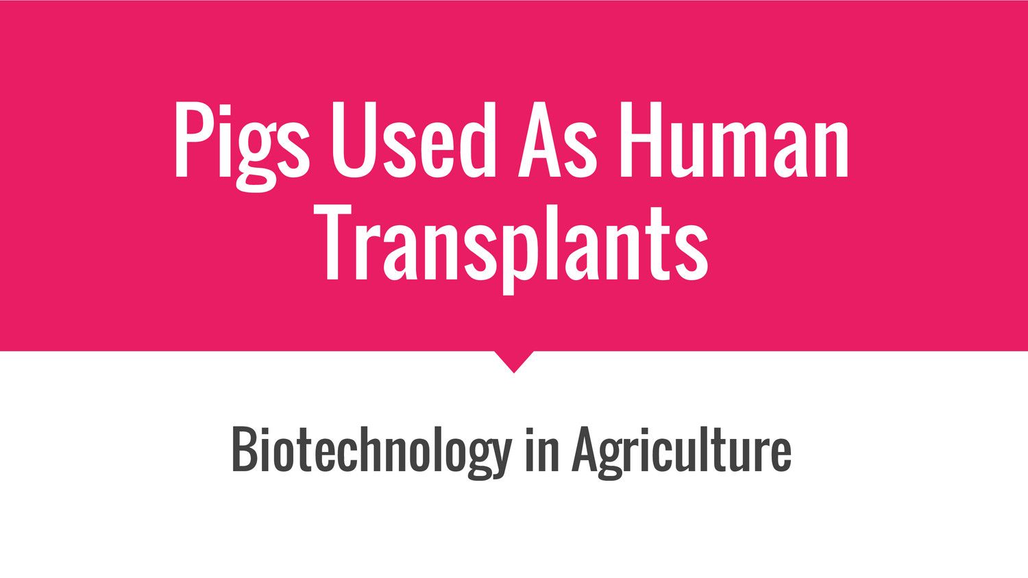 Pigs Used As Human Transplants by Leia Autry Flipsnack