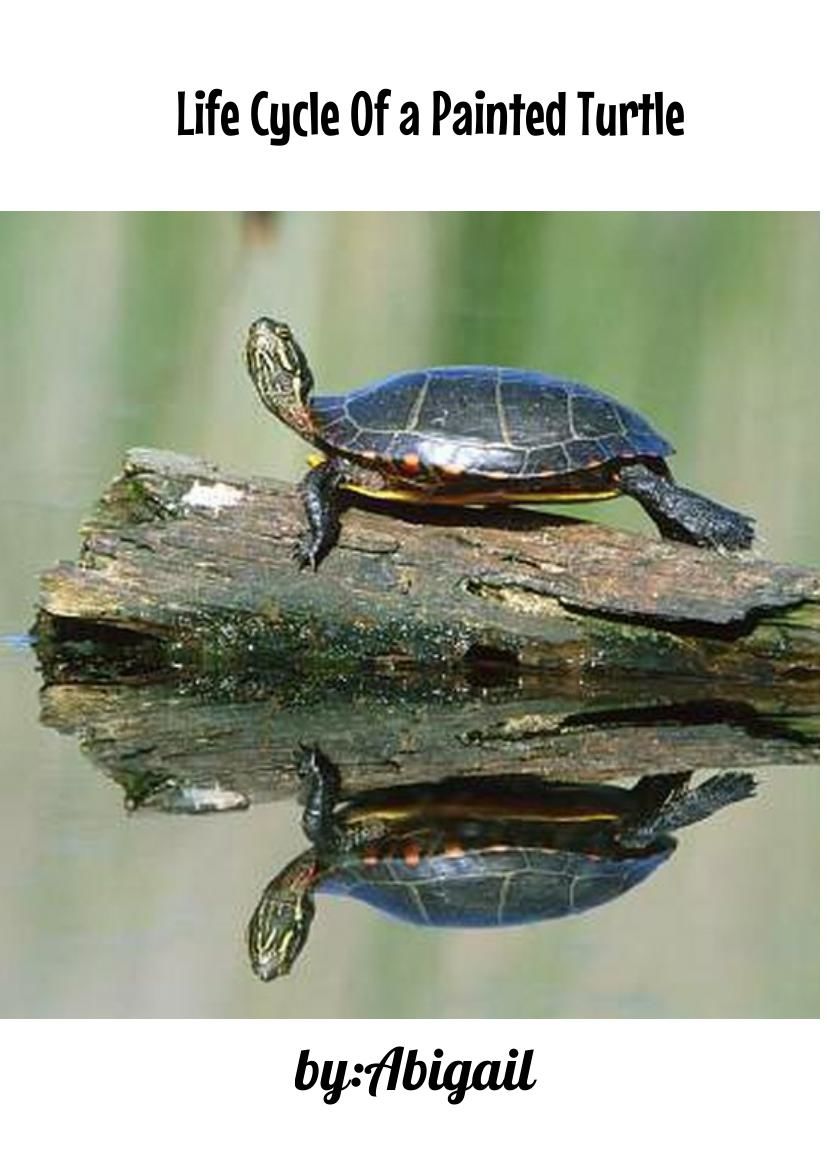 Life Cycle Of a Painted Turtle by Abigail E McKeel Flipsnack