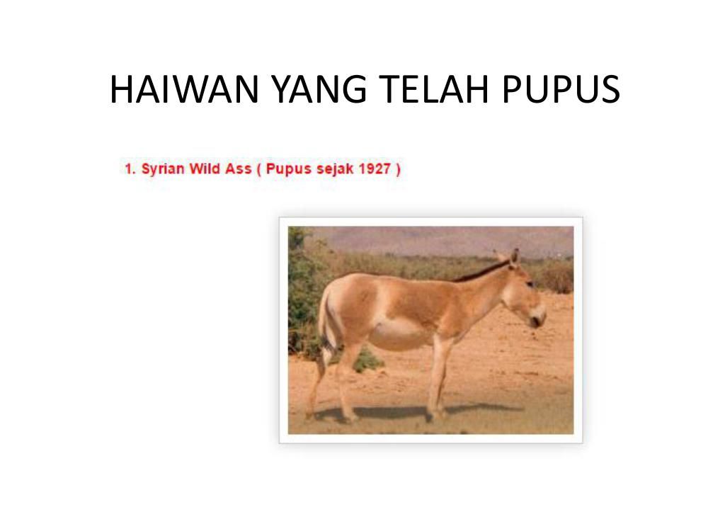 Haiwan Hutan Yang Makin Pupus Legsploaty 5192