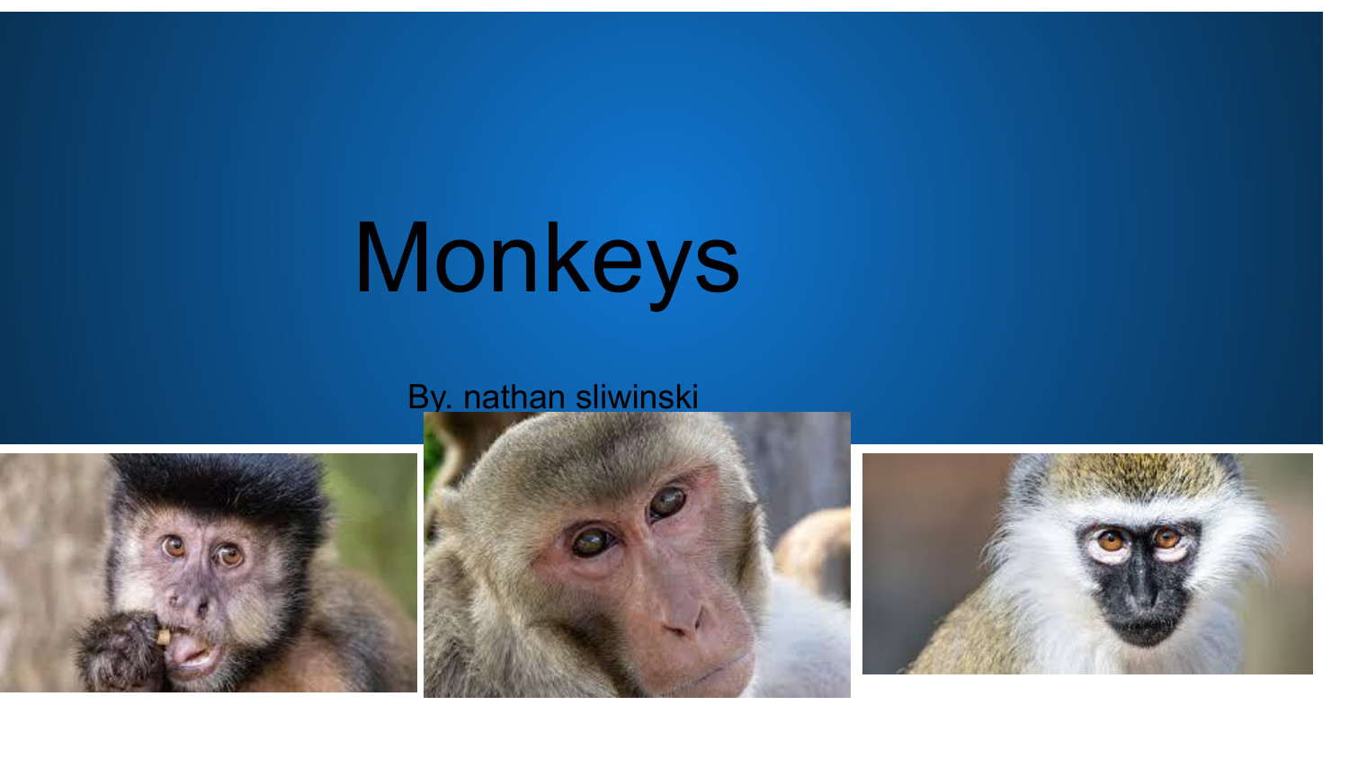 Monkeys By. nathan sliwinski by Nathan Sliwinski - Flipsnack