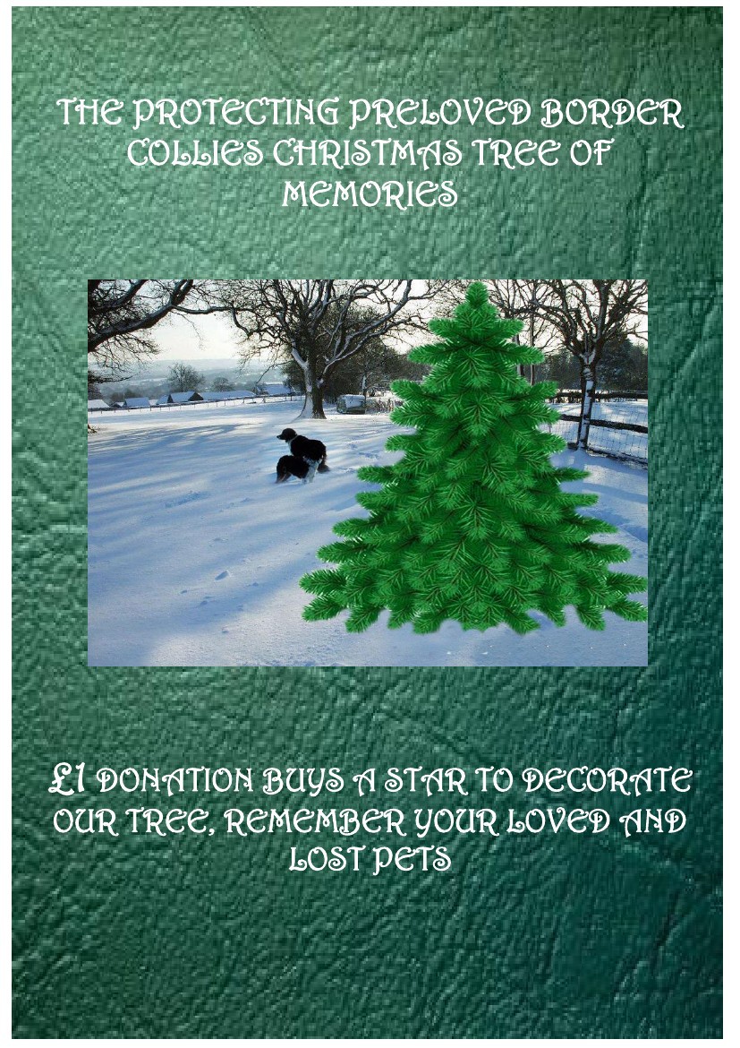 protecting preloved border collies