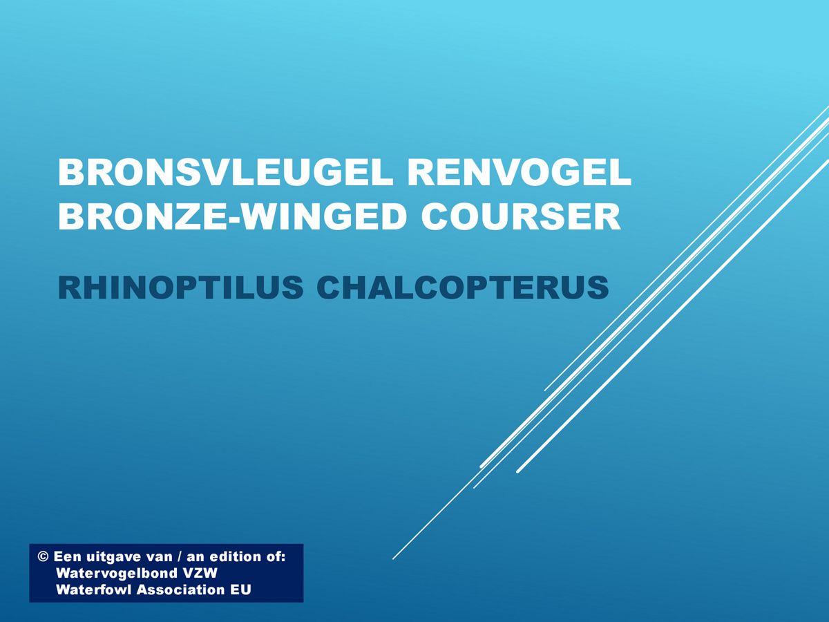 Bronsvleugel renvogel Bronzewinged courser by Robert Vangelabbeek