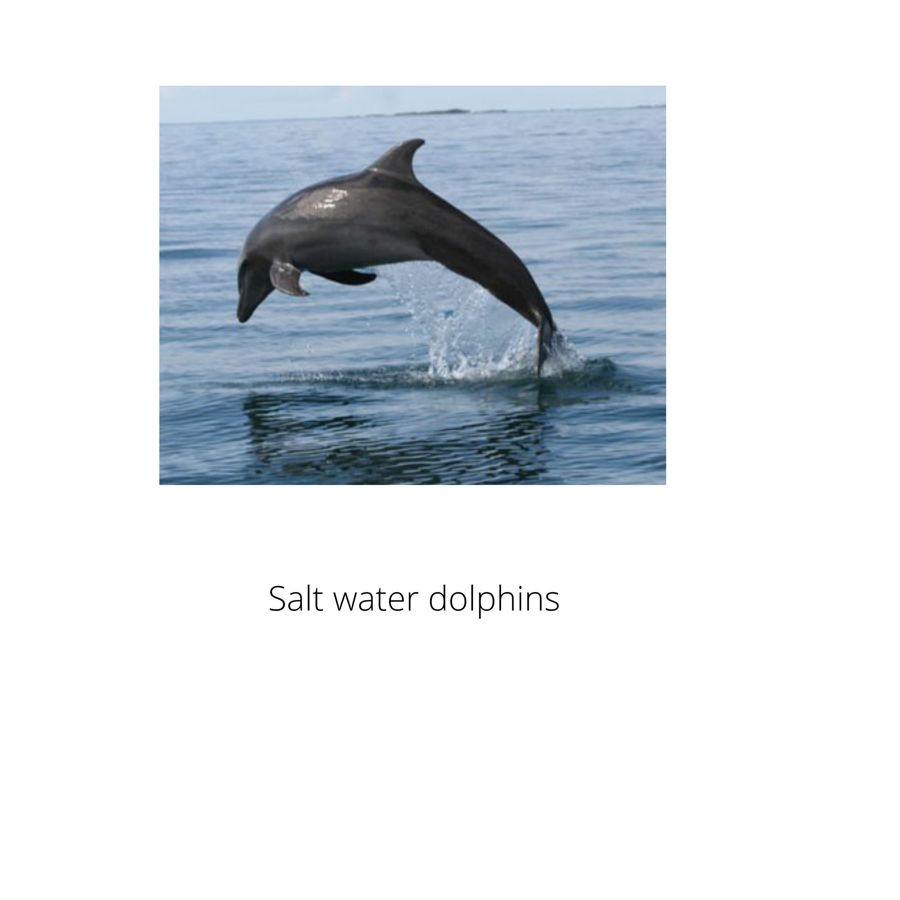 Salt water dolphins by tescoto Flipsnack