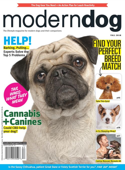 Ziggy  Modern Dog magazine