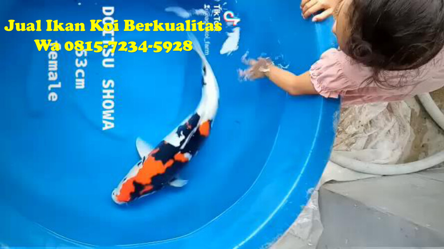 Distributor Ikan Koi di Jakarta Pusat 081572345922