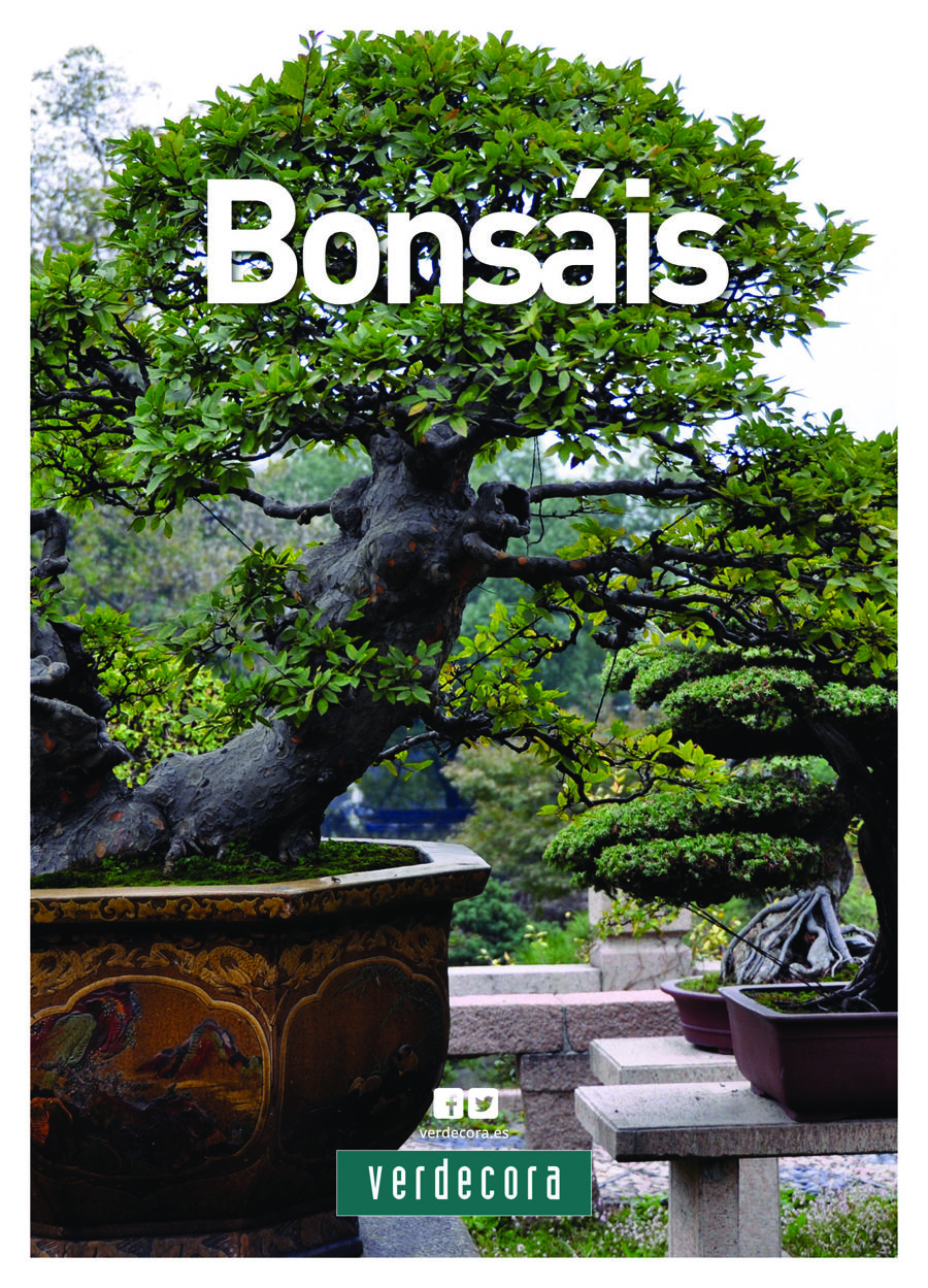 Ficha Bonsai by Verdecora Flipsnack