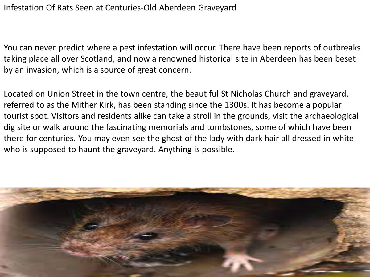 Infestation Of Rats Seen at Centuries-Old Aberdeen Graveyard by lalita ...