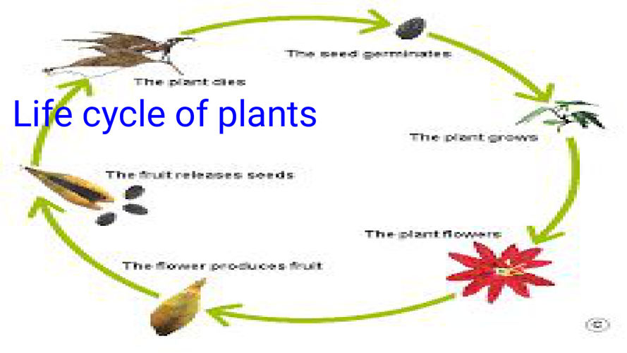 plant life cycle by Jamarea Reid - Flipsnack