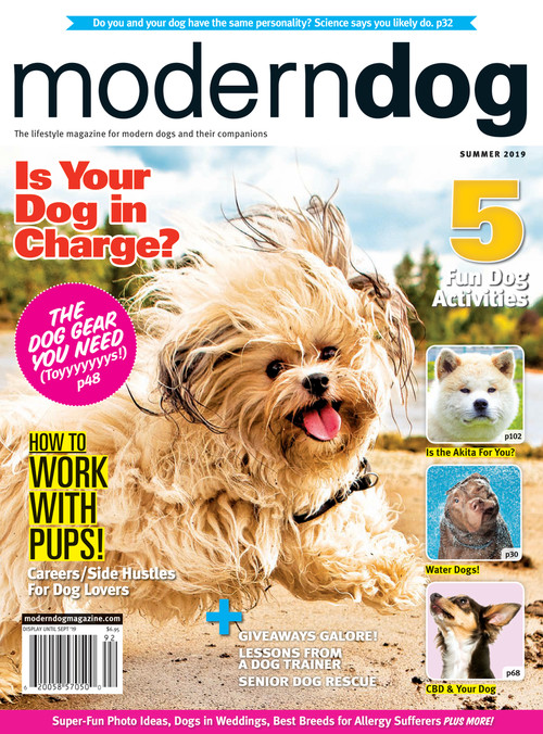 Ziggy  Modern Dog magazine