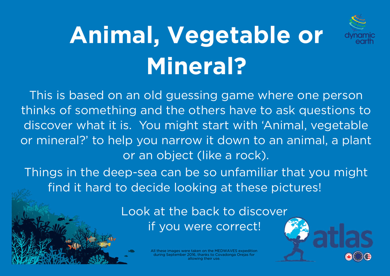 Animal Vegetable Mineral activity by dynamicearth Flipsnack