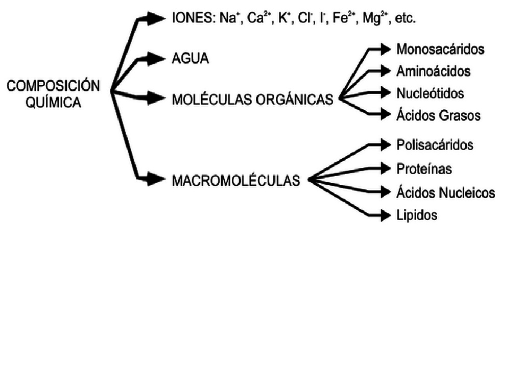 Composicion Quimica Del Cuerpo Humano by Esaúl... - Flipsnack