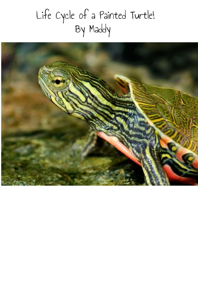 Life Cycle of a Painted Turtle by Madeleine Y Park Flipsnack