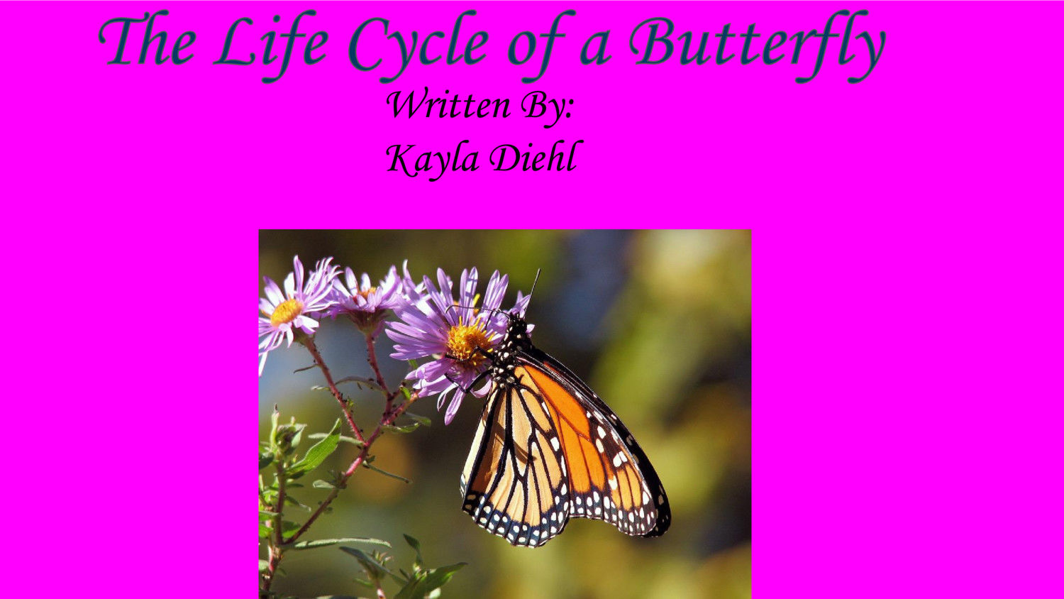 the-life-cycle-of-a-butterfly-by-kd-flipsnack