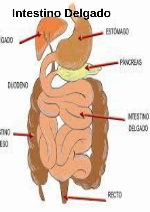 intestino delgado by More Abru - Flipsnack