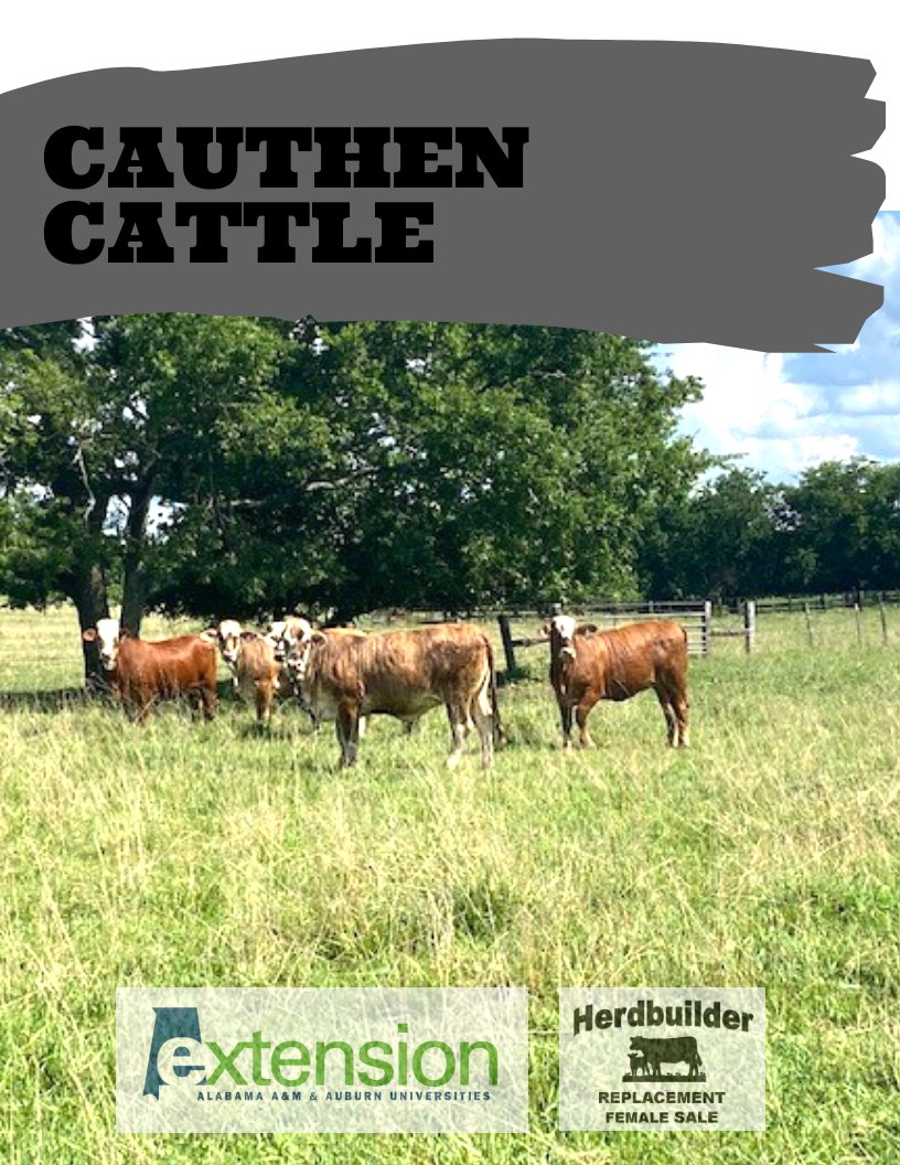 Cauthen Cattle Consignment by Kelly Palmer Flipsnack