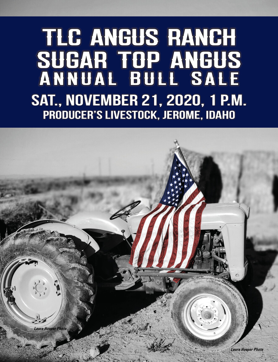 TLC Angus Ranch & Sugar Top Angus Bull Sale by Best of the West - Flipsnack