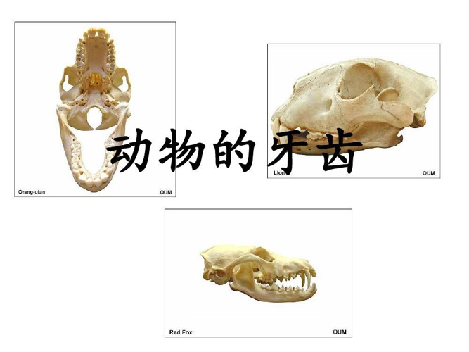 动物的牙齿by Siao Chuen Tan Flipsnack