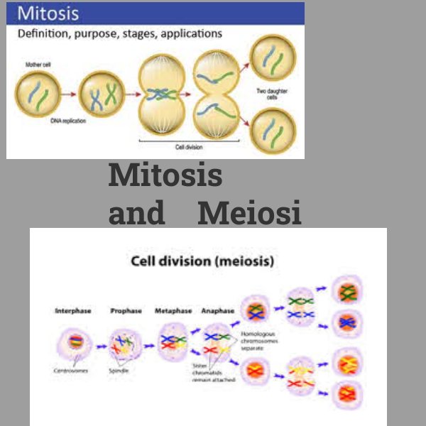 Mitosis And Meiosis by Connor Smith - Flipsnack