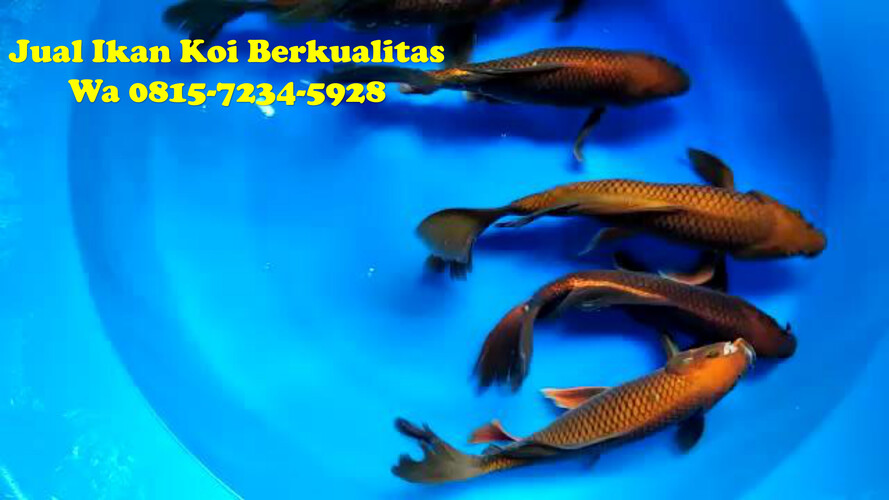 Distributor Ikan Koi di Jakarta Selatan 081572345922