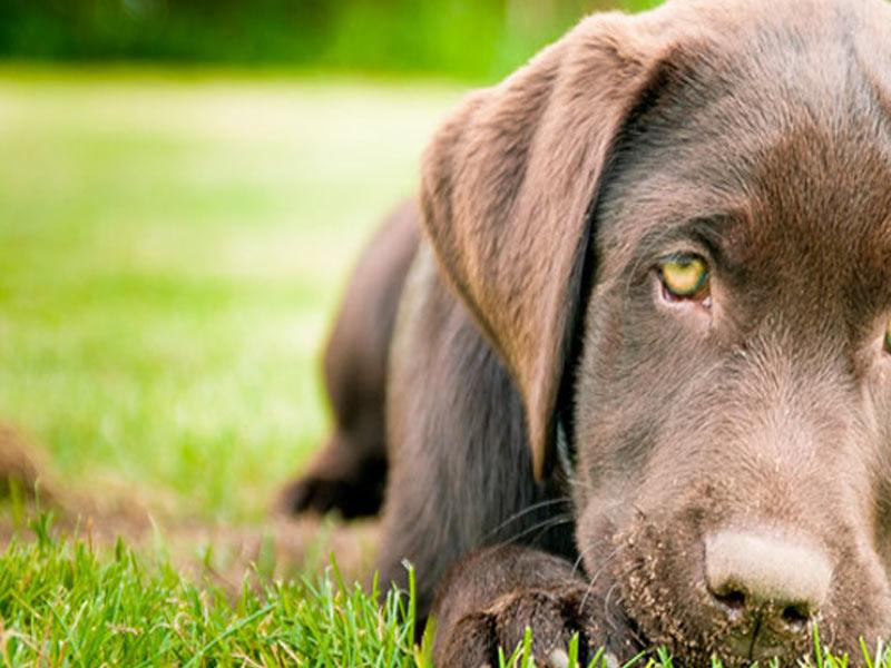 Smart Grass USA, smartgrassusa Flipsnack